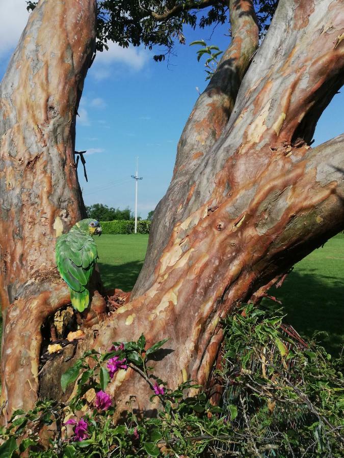 Villa Alejandra Del Quindio Calarcá Eksteriør billede
